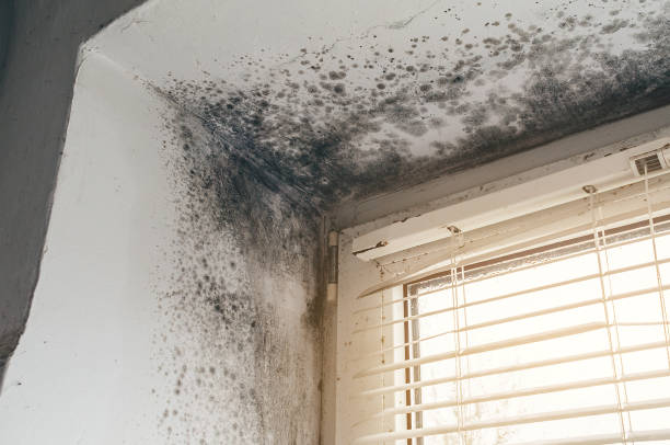 Affordable Mold Remediation solutions in Winterville, NC